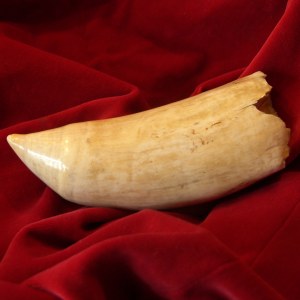 Antique Genuine Whale’s Tooth